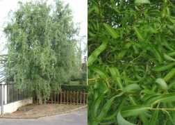 Salix matsudana Tortuosa / Spirálfűz